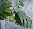 Haiti and its agriculture