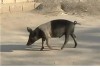 Decline in Haitian agriculture caused by Extermination of Creole Pigs